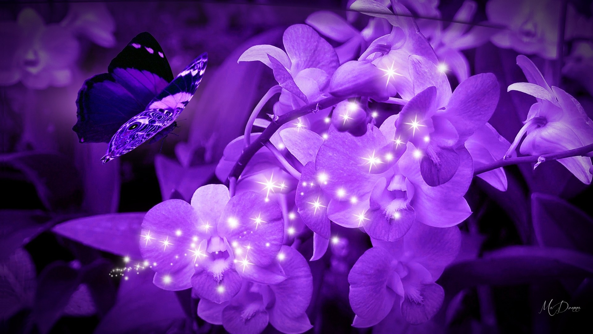 flowers-orchids-purple-firefox-sparkle-butterflies-persona-bright-lavender-theme-flower-garden-wallpapers-hd