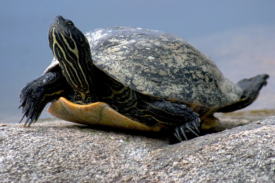 water-turtle-649667_960_720